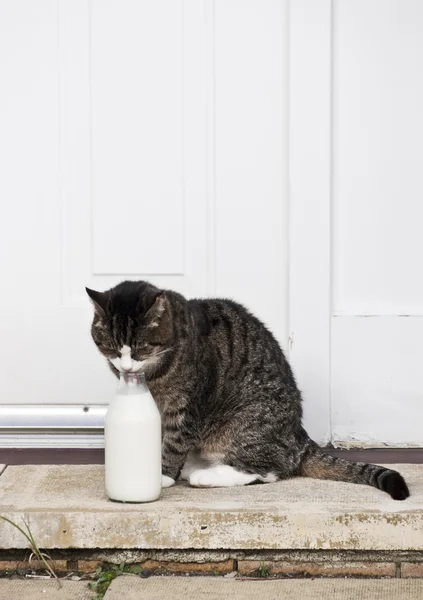 0588 kedi süt şişesi ile