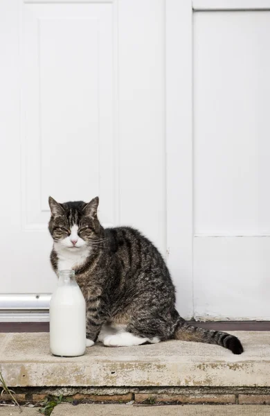 0585 kedi ve süt şişesi