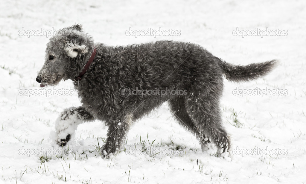 Bedlington Terrier in sonw