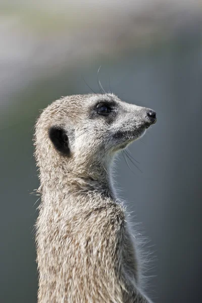 1553 meerkat profili