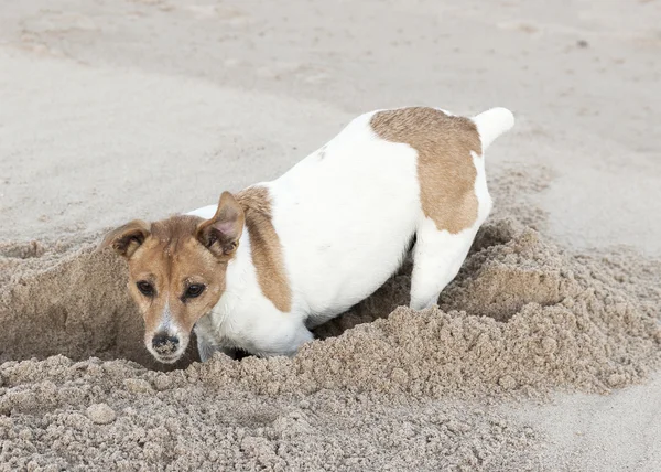 jack Russell terrier kazılar delik kum