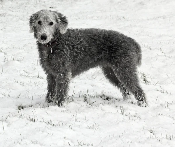 Bedlington terrier karda