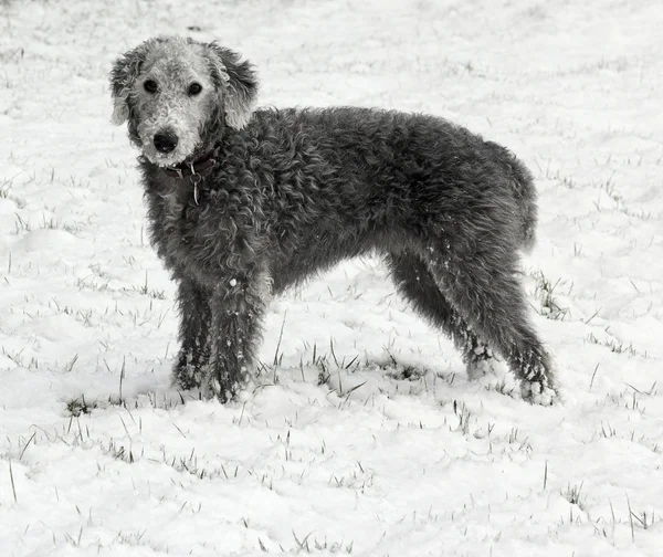 Bedlington Terrier in snow — Stock Photo, Image