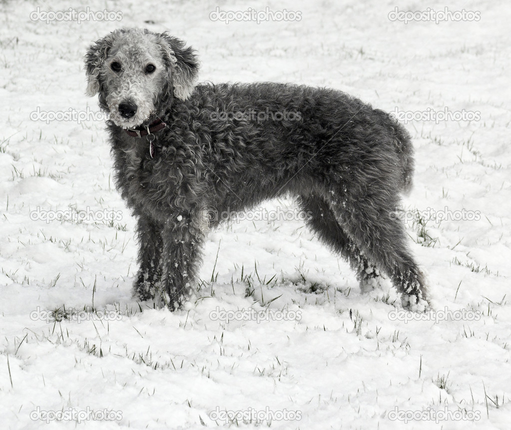 Bedlington Terrier in snow — Stock Photo © joe90 #39403987