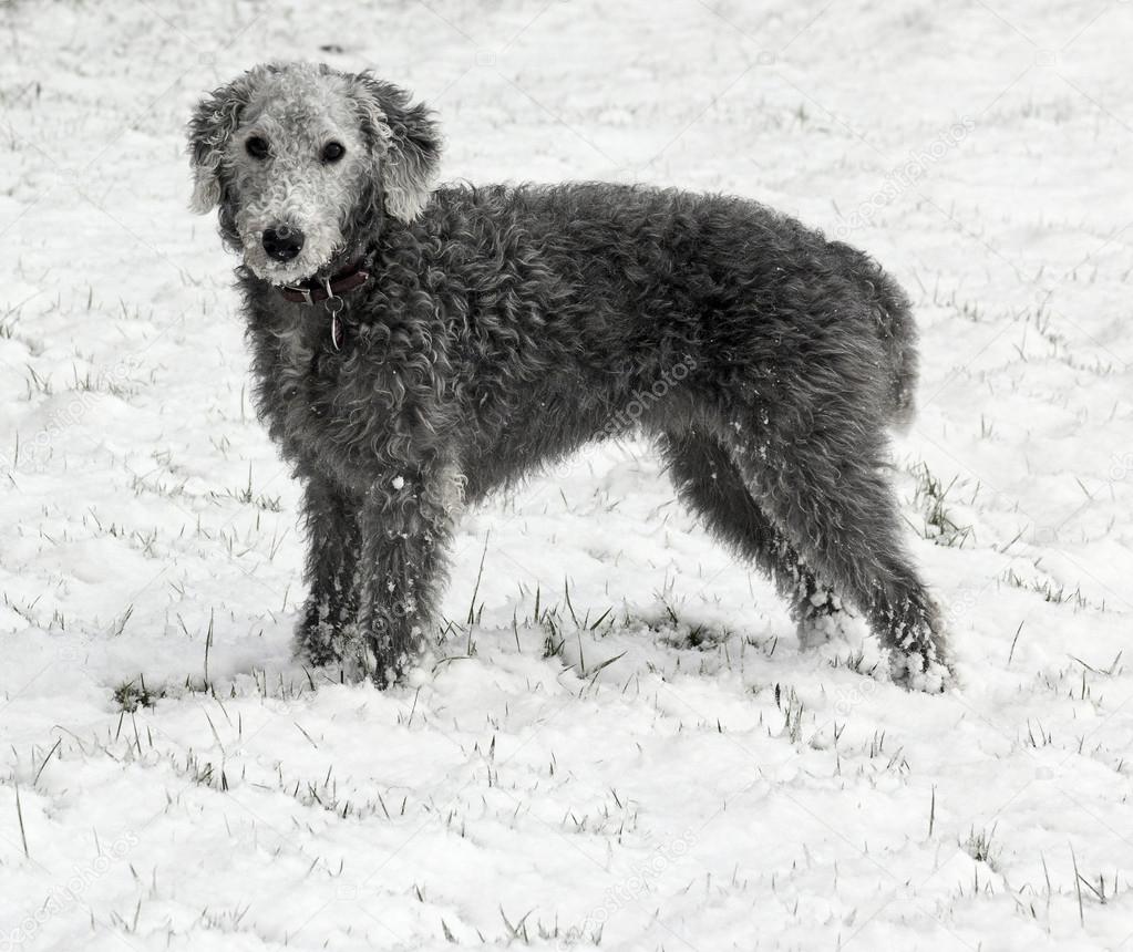 Bedlington Terrier in snow
