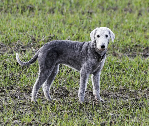Bedlington terrier duran bir alanda