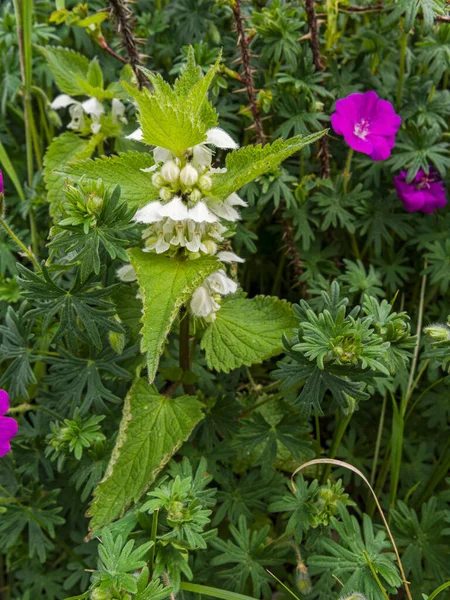 Biała Pokrzywa Lamium Album Kwitnienie Northumberland — Zdjęcie stockowe