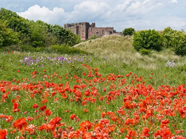 Red Poppies Flowering Bamburgh Northumberland — Foto Stock