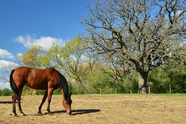 At ve ağaç — Stok fotoğraf