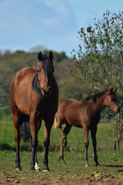 Cavalli al pascolo — Foto Stock