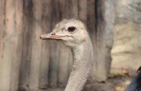 Pštrosí profil — Stock fotografie