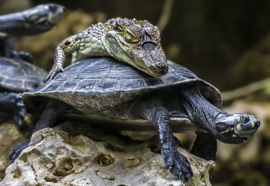 bebek timsah kaplumbağa sürme