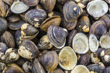 eski deniz kabuğu desen, pisidium amnicum