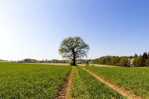 Skidmarks in a spring field leading to an old oak — Stock Photo, Image