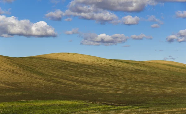 Пшеничное поле с холмами и облаками — стоковое фото