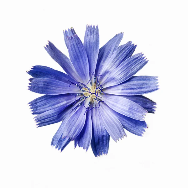 Κοινή κιχωρίου (Cichorium intybus) λουλούδια μακροεντολή που απομονώνονται σε whi — Φωτογραφία Αρχείου