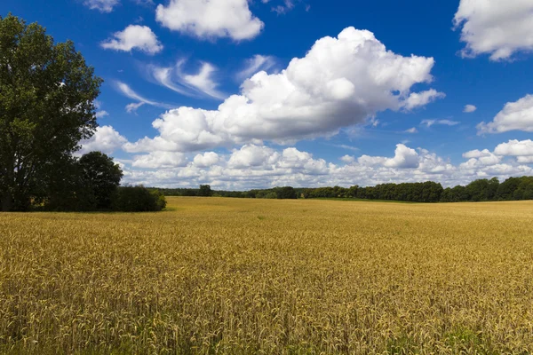 Champ de blé mûr avec ciel bleu nuageux — Photo