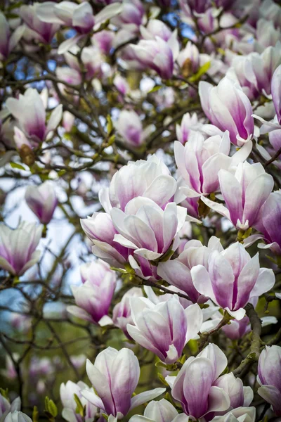 Blooming magnoliaceae closeup in spring — Stock Photo, Image