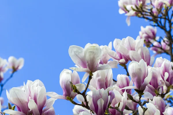 Blooming magnoliaceae isolated on blue sky — Stock Photo, Image