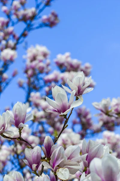 Bloeiende Tulpenboomfamilie geïsoleerd op blauwe hemel — Stockfoto
