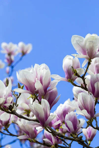 Bloeiende Tulpenboomfamilie geïsoleerd op blauwe hemel — Stockfoto