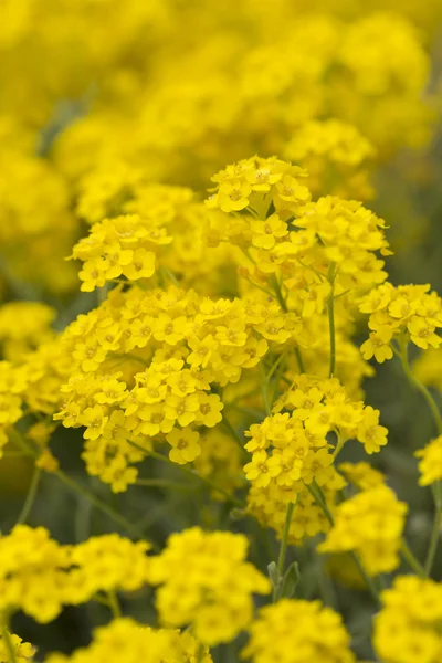 Altın, (aurinia saxatilis) Bahar Sepeti — Stok fotoğraf