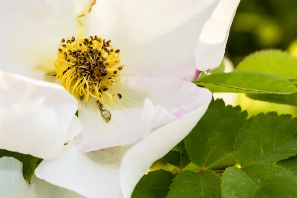 Detalle de una rosa de perro blanco (Rosa canina ) —  Fotos de Stock