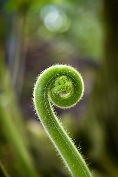 Filiz unrolling, portre