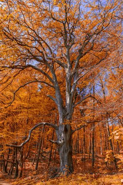 Mavi gökyüzü arka plan kırmızı sonbahar kayın