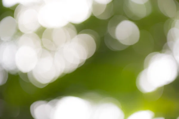 Bokeh background with blurred leafs in back light — Stock Photo, Image