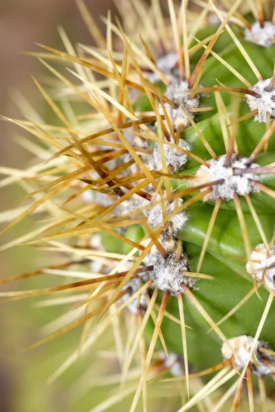 Close up de laranja espinhos de cacto afiados — Fotografia de Stock