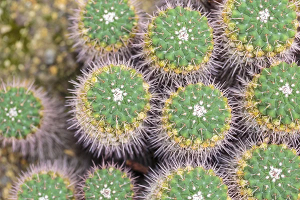 Bovenaanzicht van een groene cactus patroon — Stockfoto