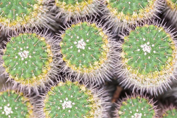 Bovenaanzicht van een groene cactus patroon — Stockfoto