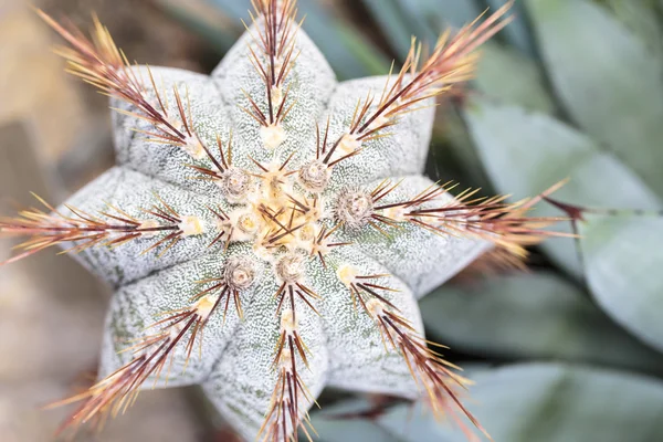 Top view close up of a cactus with red prickles — Stock Photo, Image