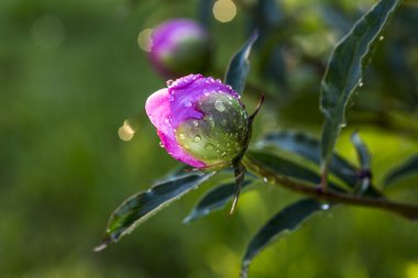 peony çiçek tomurcuğu closeup