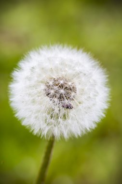 güzel bir blowball yakın çekim