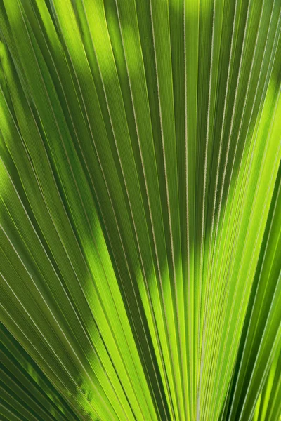 Backgrond texture of a palm tree leaf — Stock Photo, Image