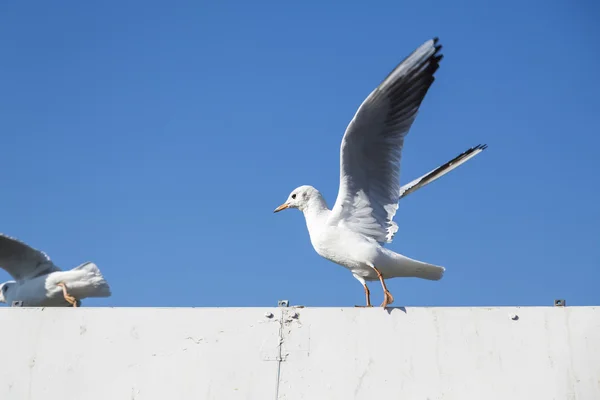 Two starting seagulls with blue sky in background — Stock Photo, Image
