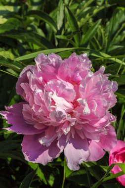 tatlı bir pembe peony Çiçek Bahçe