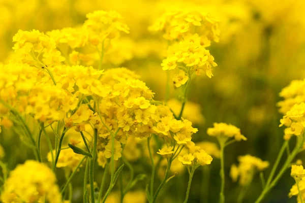 Mand van goud, (aurinia saxatilis) in het voorjaar van — Stockfoto