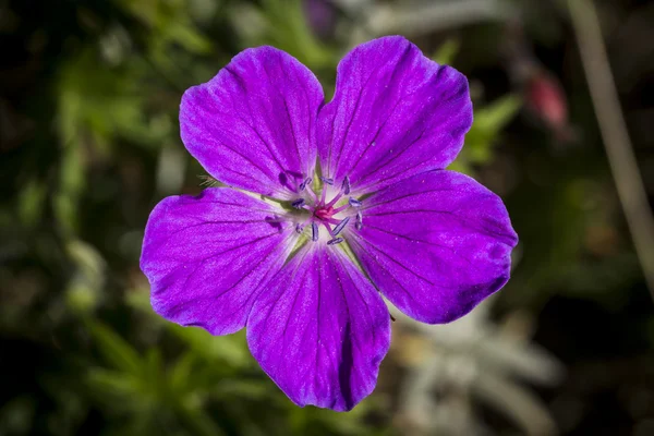 Primer plano de una flor púrpura en un prado — Foto de Stock