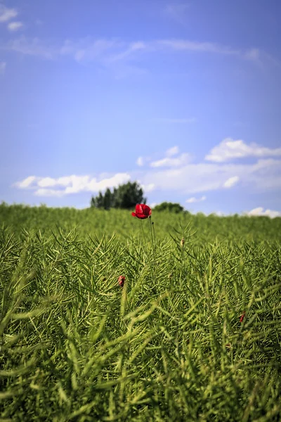 Одинокий красный мак на зеленом поле изнасилования — стоковое фото