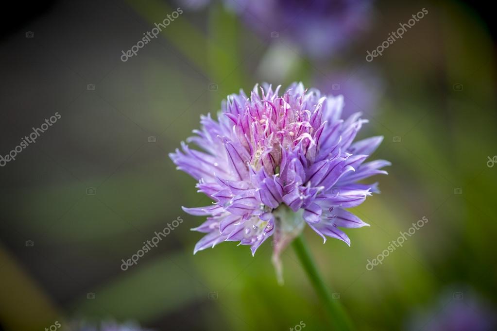 Nahaufnahme einer lila Blume auf einer Wiese — Stockfoto © narimbur