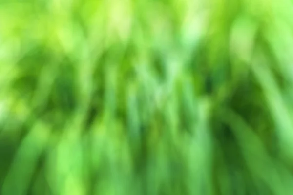 Green blurred grass texture background for composings — Stock Photo, Image