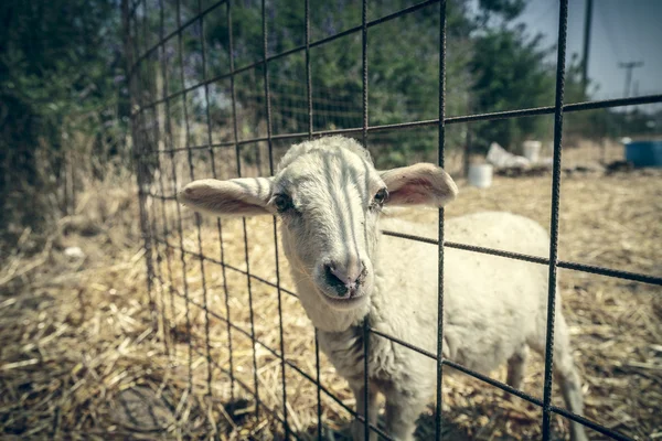 Cute lamb looking through a metal fence — Stock Photo, Image