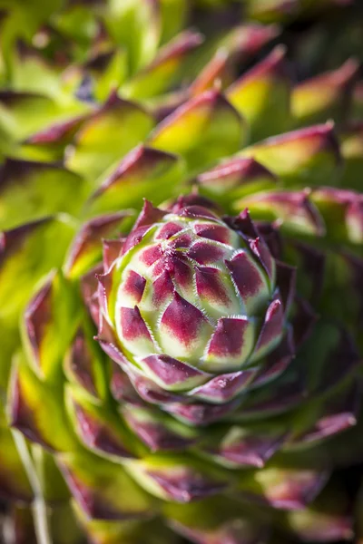 Abstraktes Bild der grünen Sempervivum-Pflanze — Stockfoto