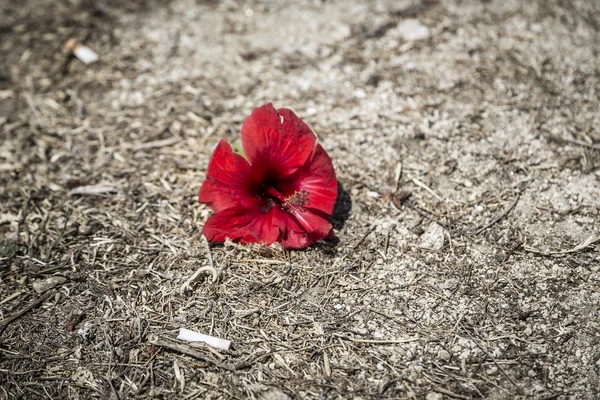 Red blossom in between a dirty floor — Stock Photo, Image