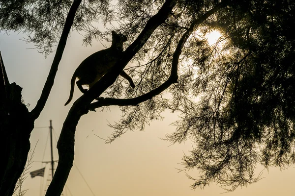 Cat climbing a tree in backlight, sunset — Stock Photo, Image