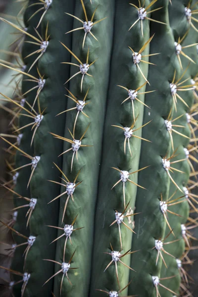 Close up of a cactus with yellow prickles — Stock Photo, Image