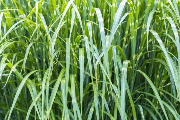 Nahaufnahme von grünem Schilfmuster Hintergrund — Stockfoto